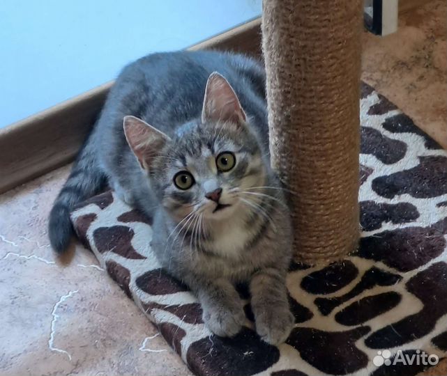 Котенок Сеня 4 месяца