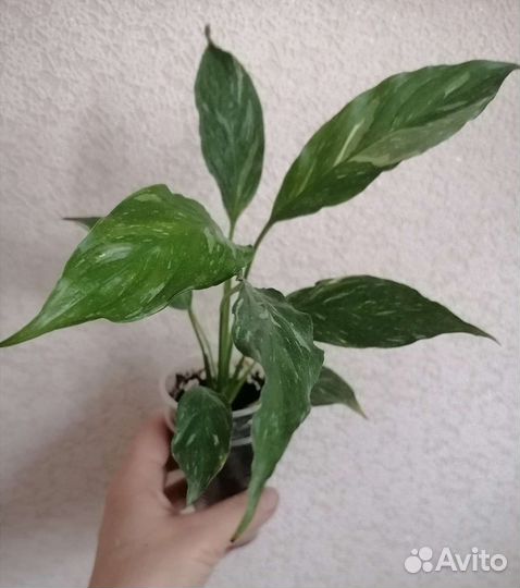 Монстеры разные