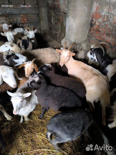 Коза и овца