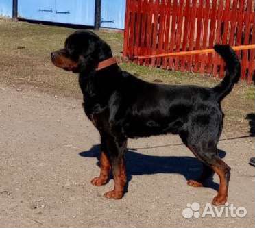 Ротвейлер для вязки кобель