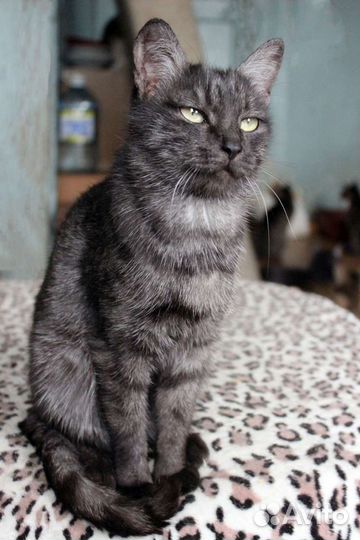 Британка Шуша