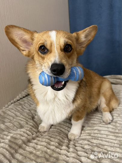 Домашняя передержка собак & кошек LUX + выгулы