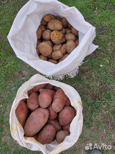 Продам картофель