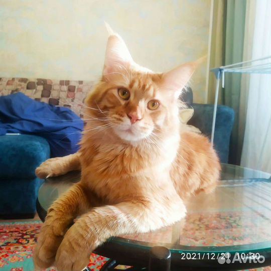 Кот Мейн-кун вязка