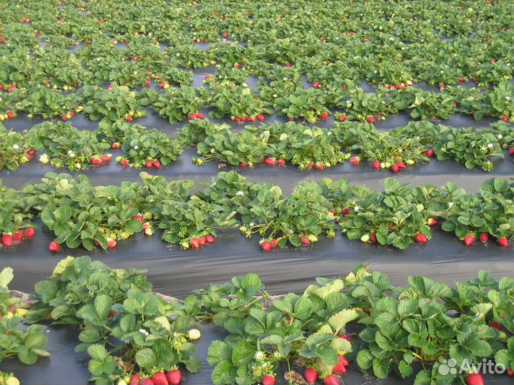 Саженцы клубники