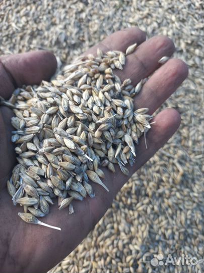 Продам ячмень
