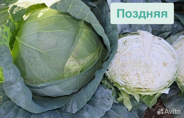 Рассада капусты