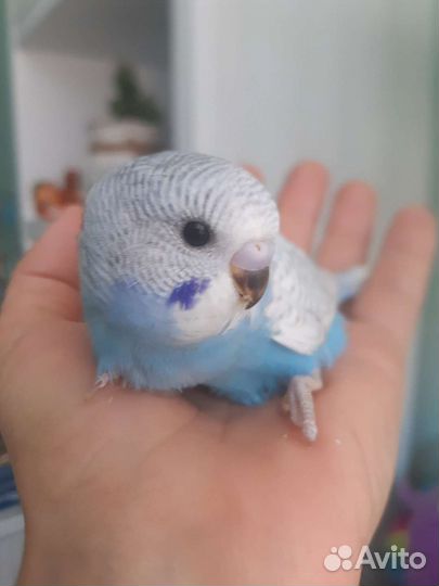 Волнистые попугайчтки ручные