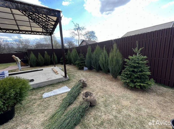 Туя с доставкой с полей