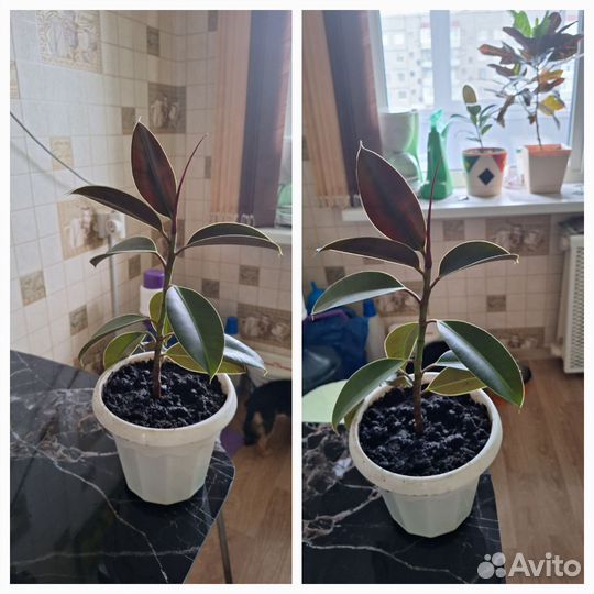 Комнатные цветы