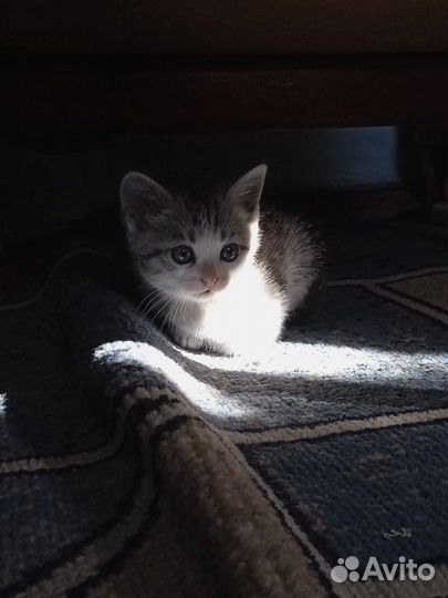 Котята домашние