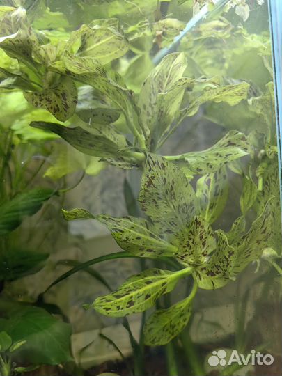 Аквариумные растения