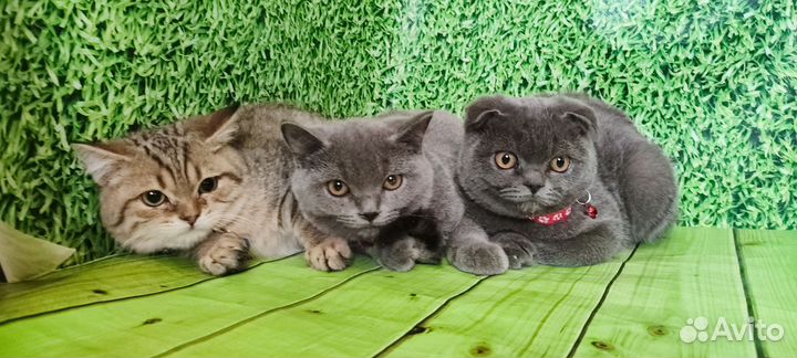Шотландские котята