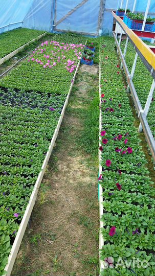 Цветущая рассада петунии