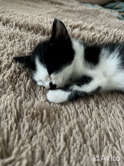 Подарим котят в добрые руки