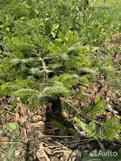 Пихта Abies 50 см Нидерландская