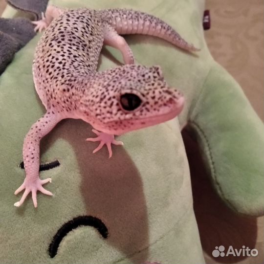 Геккон эублефар