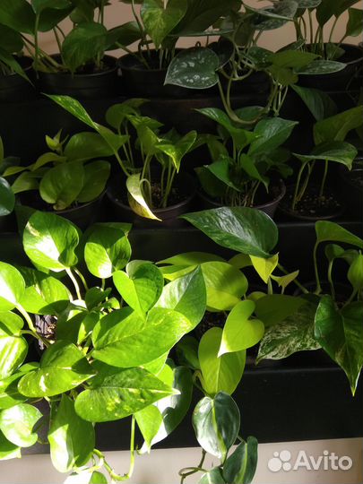 Сциндапсус эпипремнум лианы