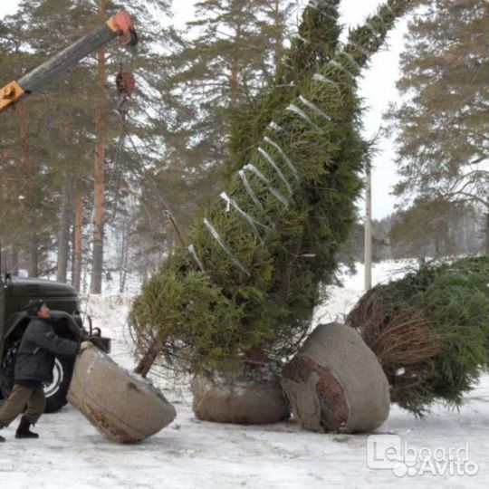 Саженцы крупномеры Пль, Сосна, Кедр