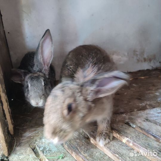 Кролики породы резин
