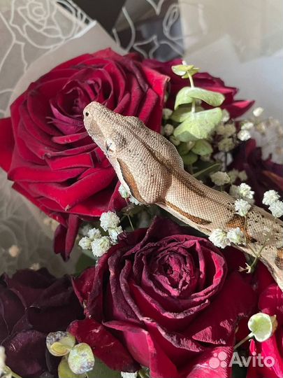 Змея императорский удав