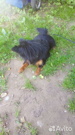 Собака для вязки