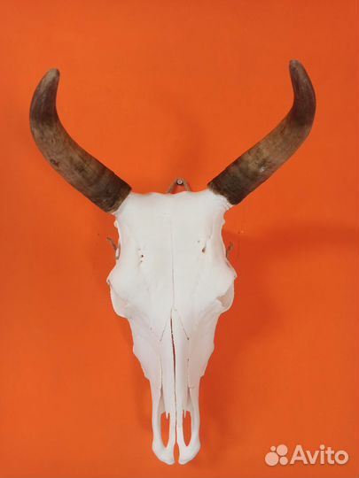 Череп быка