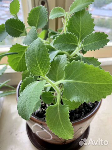 Плектрантус ароматный