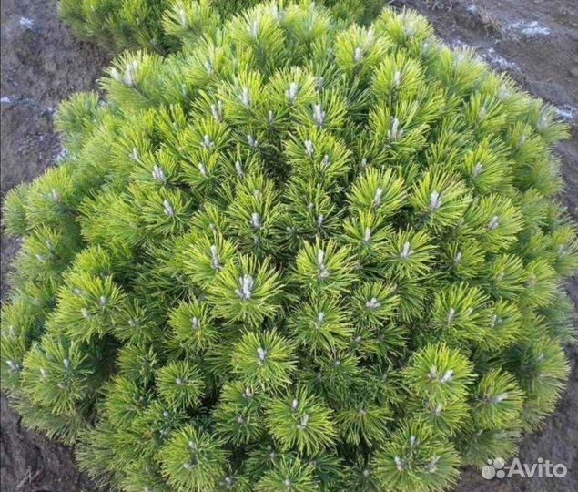 Сосна (pinus heldr.) Mops в 5л