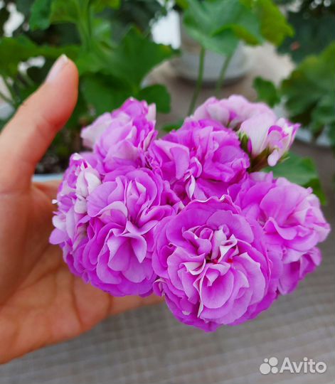 Пеларгония Юзис Парцифаль