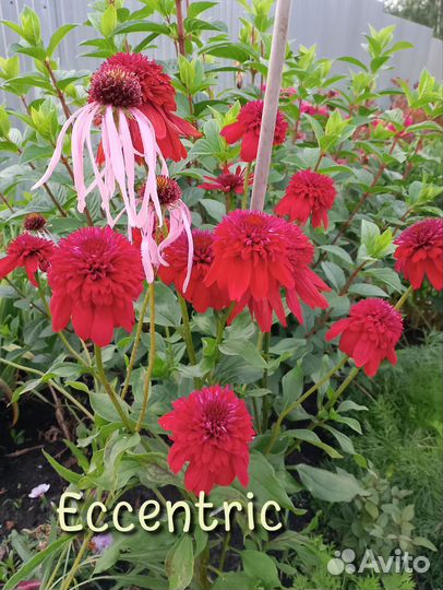 Эхинацея махровая