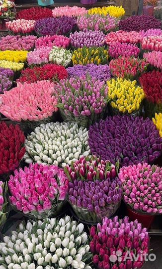 Тюльпаны на 8 марта