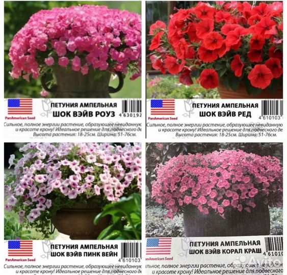 Профессиональные семена ампельной петунии