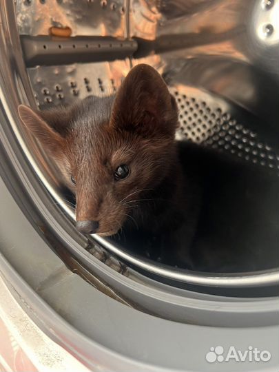 Соболь животное