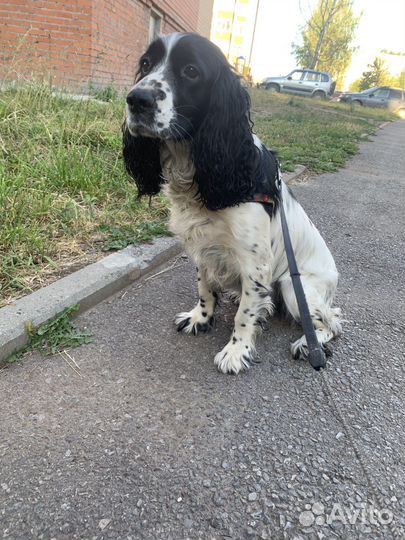 Русский спаниель