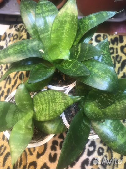 Сансевьера