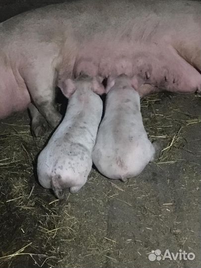 Поросята
