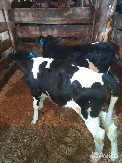 Телята на откорм 1-3 мес