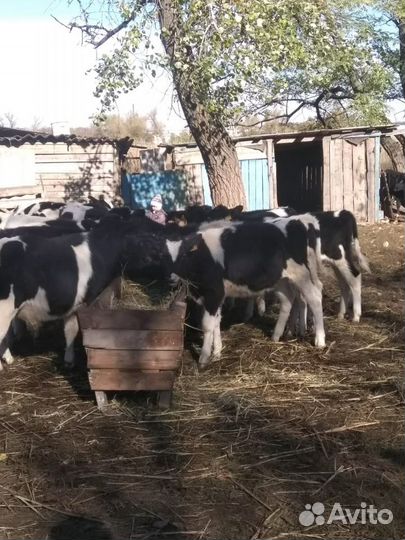 Телята бычки