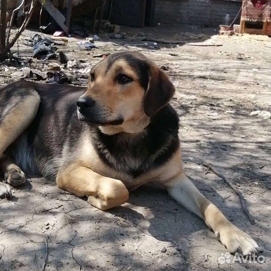 Собаки бесплатно в добрые руки