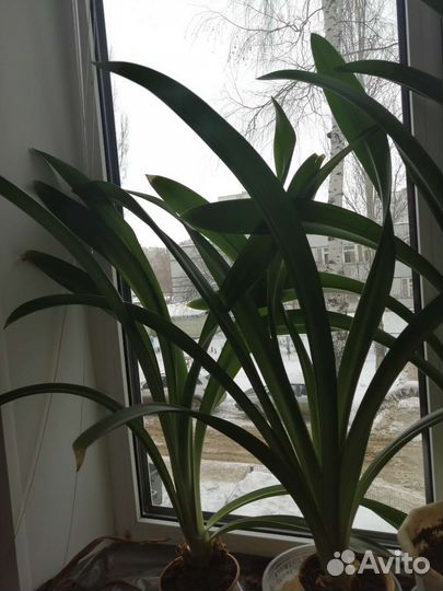 Гиппеаструм амариллис