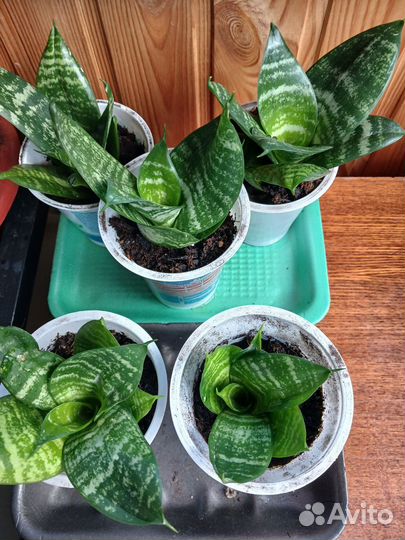 Комнатные цветы