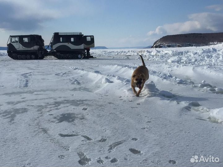 Продам вездеход hagglunds BV-206 