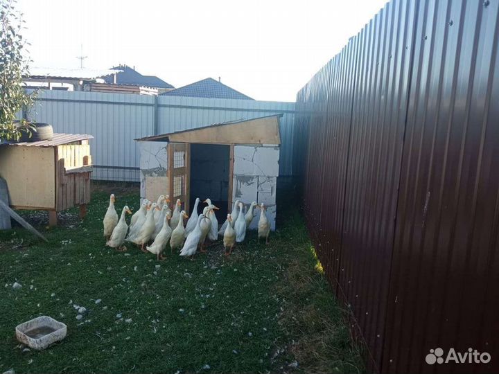 Утки индийский бегунок продам
