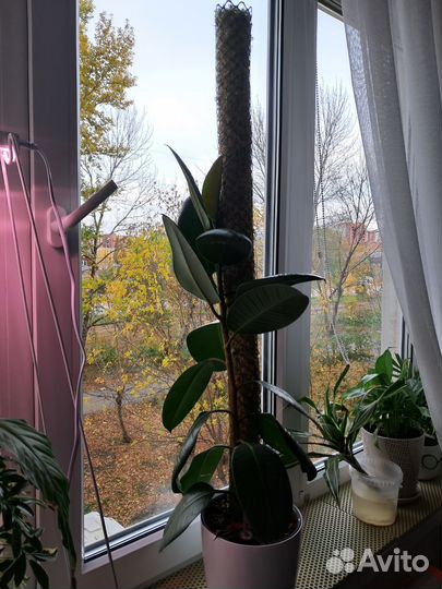 Тотем для растений