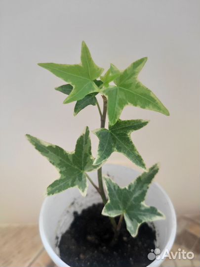 Плющ хедера