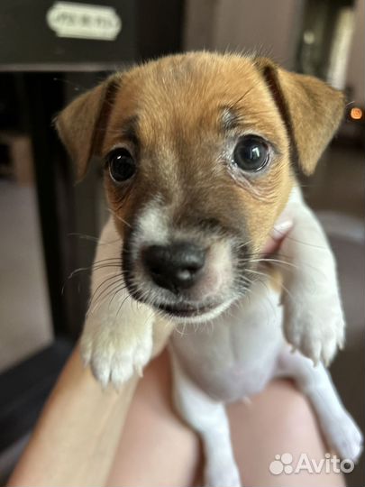 Чистокровные Щенки Джек Рассел терьер