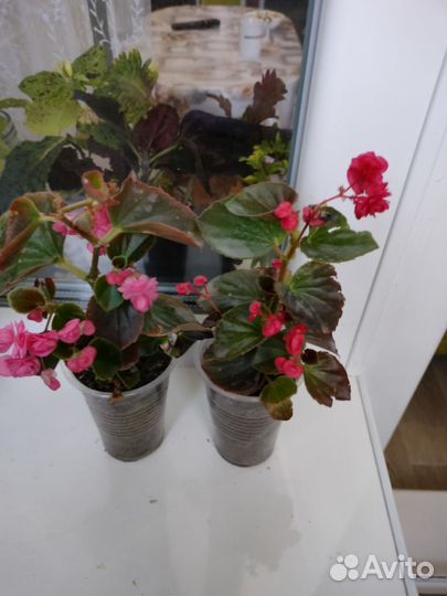 Бегония вечноцветущая