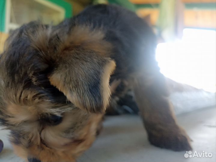 Йоркширский терьер