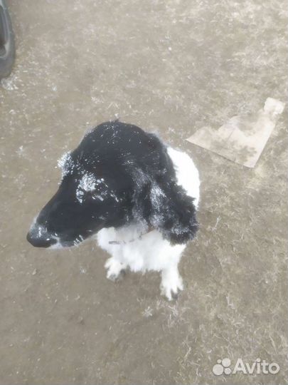 Русский охотничий спаниель